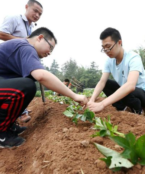 全国红薯种植排名前十揭晓