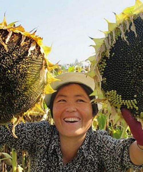 河南油葵仁行情价格解析报告