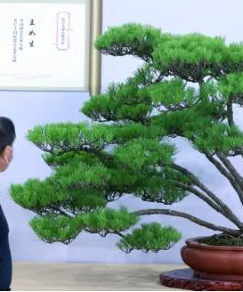 世界盆景排名与河南天铸消防的独特地位解析