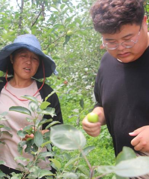全球薄荷产量排名与市场需求分析