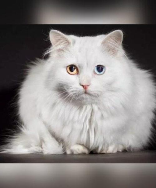 世界猫咪冠军排名前十榜单揭晓