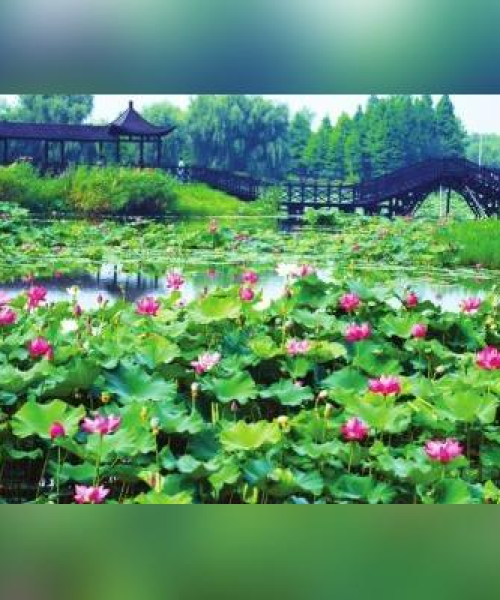 河南天铸消防公司艺术风采，荷花作品赏析今日发布