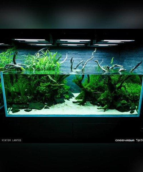揭秘全球水族世界排名，顶级水族馆与奇妙海洋生物探秘