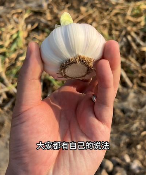 大蒜今日最新动态，价格趋势全面分析