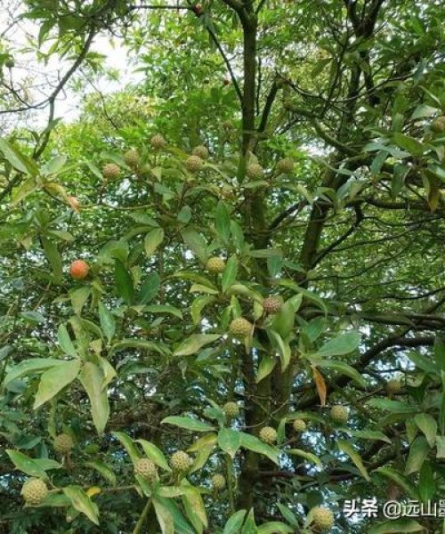 昆明龙山最新旅游攻略图大放送