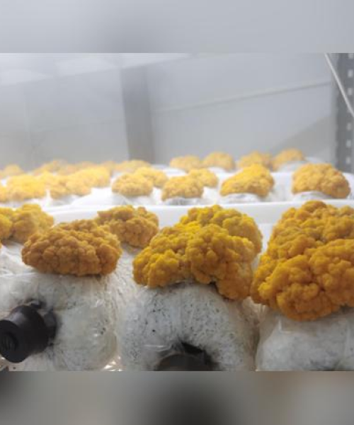 生物园最新动态，科研进展、生态趋势及未来展望