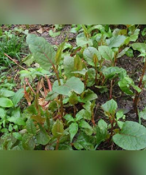 去疤痕药膏排名TOP10，专业解读与选购指南