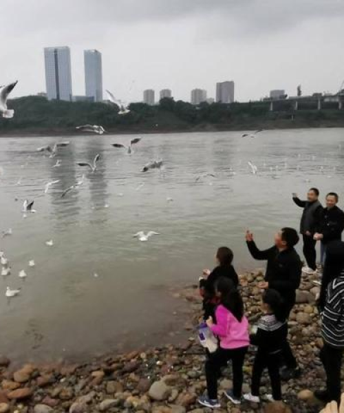 江津海鸥观赏攻略，探秘海鸥乐园，畅游自然之美
