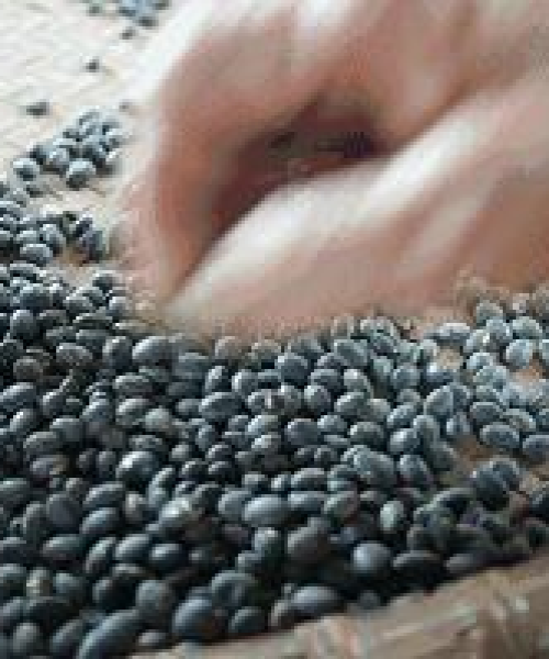 「减肥必备指南，百度搜索推荐的食物清单助你轻松瘦身」