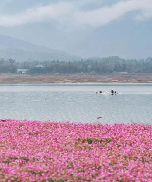 桂林赏花胜地最新攻略大全