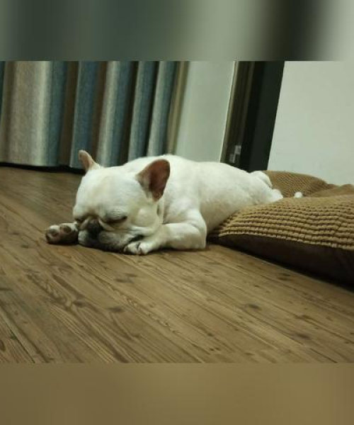 北京法斗犬走失事件最新进展曝光