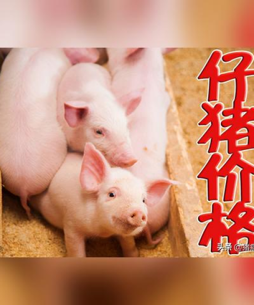 今日猪仔肉价格行情分析，最新市场走势及预测